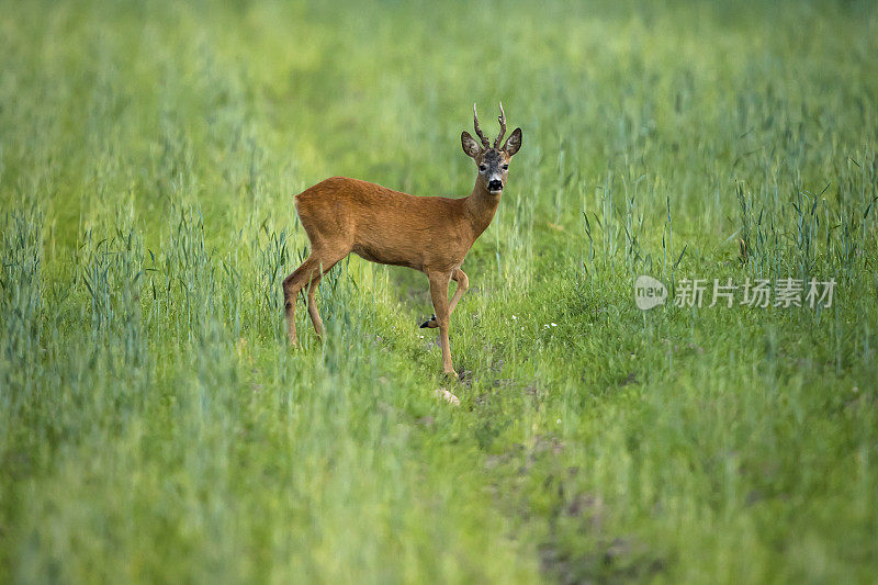 鹿(学名:Capreolus Capreolus)